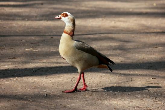 Nilgans  - Wildpark Alte Fasanerie Klein Auheim 2014