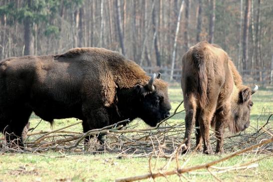 Wisent Wildpark Alte Fasanerie Klein Auheim 2014