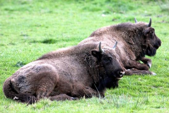 Wisent Wildpark Alte Fasanerie Klein Auheim 2014