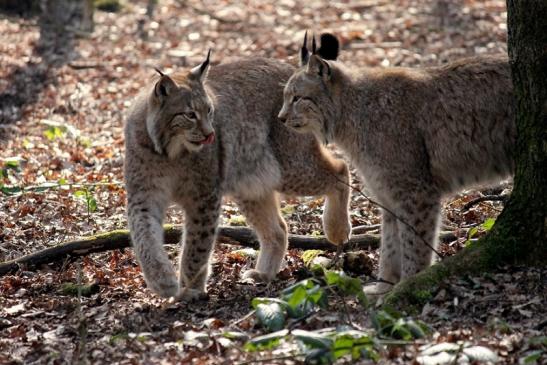 Eurasischer Luchs - Lynx lynx Wildpark Klein Auheim 2014