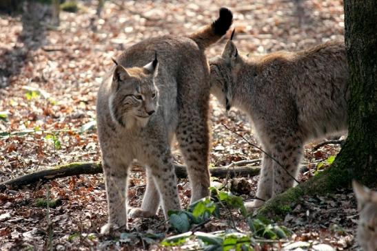 Eurasischer Luchs - Lynx lynx Wildpark Klein Auheim 2014