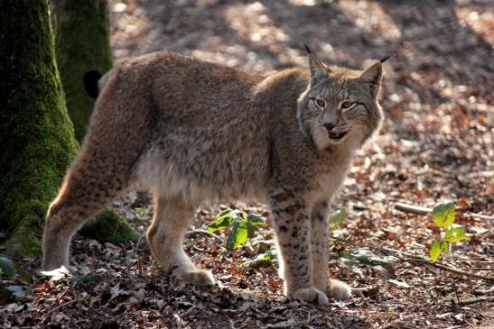 Eurasischer Luchs - Lynx lynx Wildpark Klein Auheim 2014