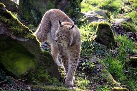 Eurasischer Luchs - Lynx lynx Wildpark Klein Auheim 2014