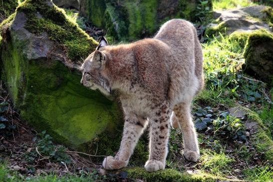 Eurasischer Luchs - Lynx lynx Wildpark Klein Auheim 2014