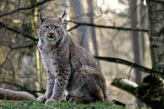 Eurasischer Luchs - Lynx lynx Wildpark Klein Auheim 2014