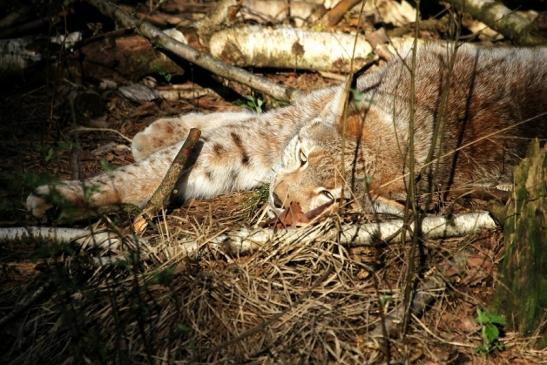 Eurasischer Luchs - Lynx lynx Wildpark Klein Auheim 2014