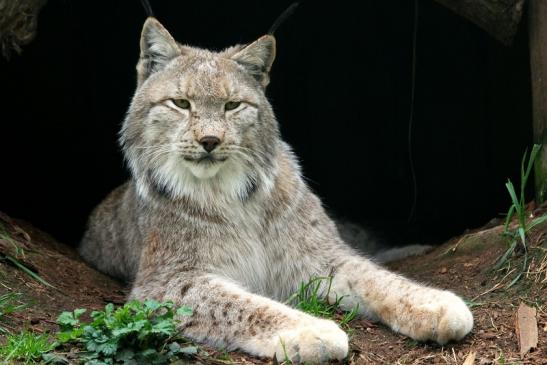 Eurasischer Luchs - Lynx lynx Wildpark Klein Auheim 2014