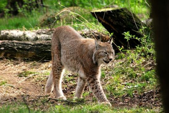 Eurasischer Luchs - Lynx lynx Wildpark Klein Auheim 2014