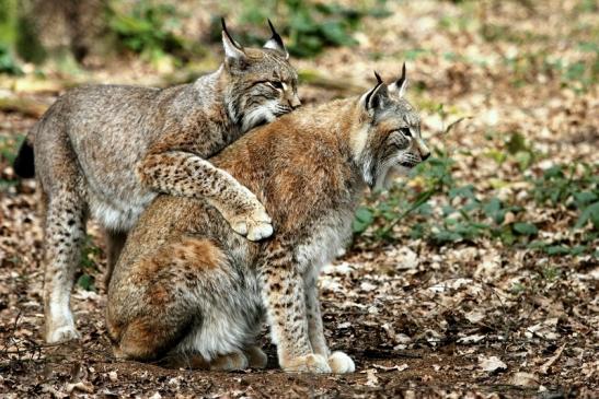 Eurasischer Luchs - Lynx lynx Wildpark Klein Auheim 2014