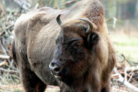 Wisent Wildpark Alte Fasanerie Klein Auheim 2014