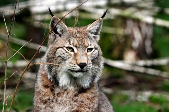 Eurasischer Luchs - Lynx lynx Wildpark Klein Auheim 2014