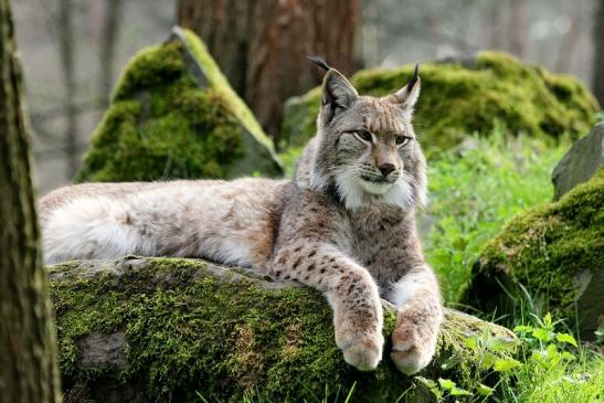 Eurasischer Luchs - Lynx lynx Wildpark Klein Auheim 2014