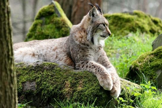 Eurasischer Luchs - Lynx lynx Wildpark Klein Auheim 2014