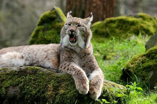 Eurasischer Luchs - Lynx lynx Wildpark Klein Auheim 2014