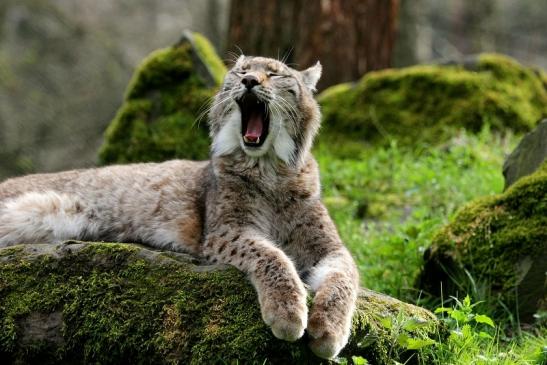 Eurasischer Luchs - Lynx lynx Wildpark Klein Auheim 2014