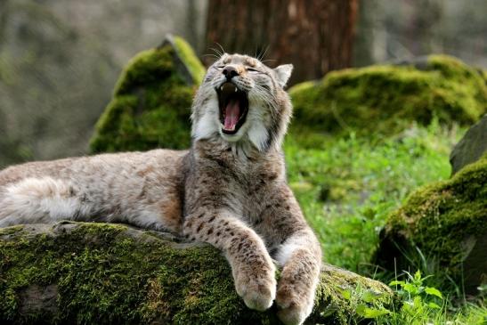 Eurasischer Luchs - Lynx lynx Wildpark Klein Auheim 2014