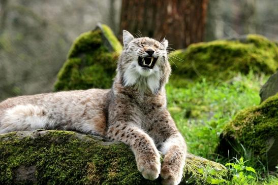 Eurasischer Luchs - Lynx lynx Wildpark Klein Auheim 2014