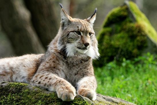 Eurasischer Luchs - Lynx lynx Wildpark Klein Auheim 2014