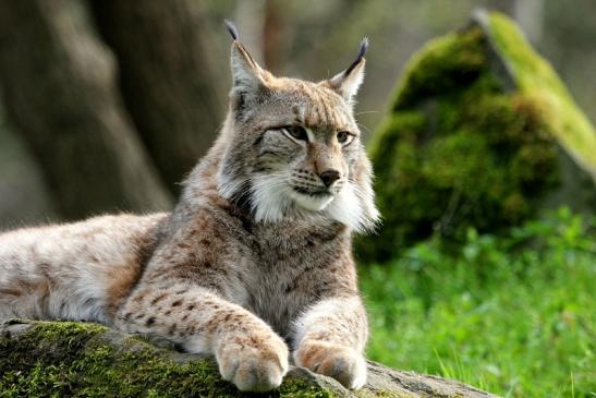 Eurasischer Luchs - Lynx lynx Wildpark Klein Auheim 2014