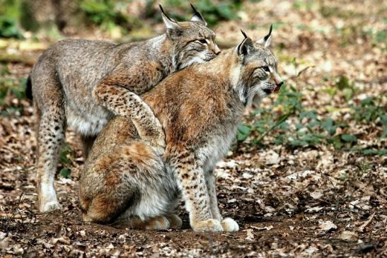 Eurasischer Luchs - Lynx lynx Wildpark Klein Auheim 2014