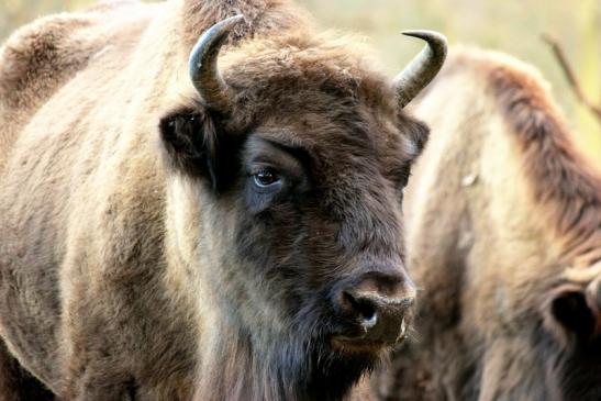 Wisent Wildpark Alte Fasanerie Klein Auheim 2014