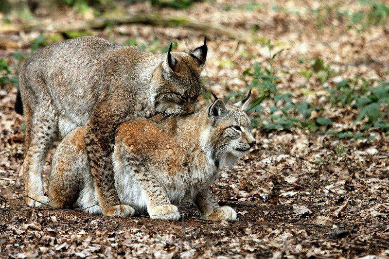 Eurasischer Luchs - Lynx lynx Wildpark Klein Auheim 2014