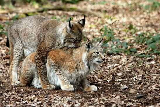 Eurasischer Luchs - Lynx lynx Wildpark Klein Auheim 2014