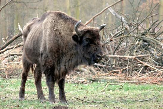 Wisent Wildpark Alte Fasanerie Klein Auheim 2014