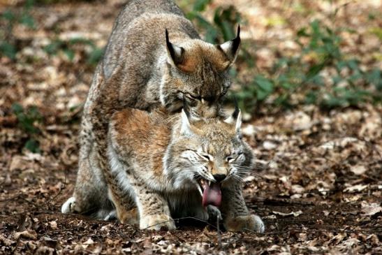 Eurasischer Luchs - Lynx lynx Wildpark Klein Auheim 2014