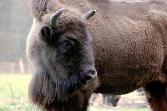 Wisent Wildpark Alte Fasanerie Klein Auheim 2014