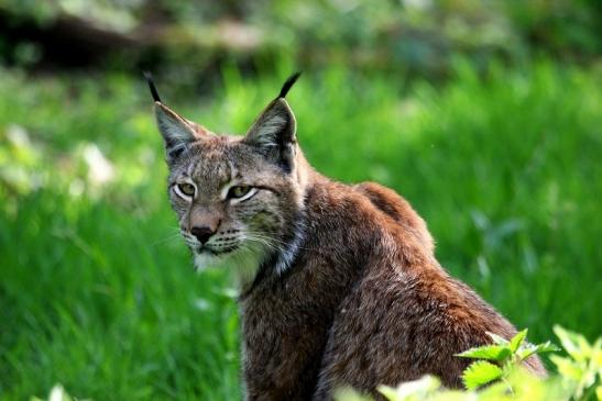 Eurasischer Luchs - Lynx lynx Wildpark Klein Auheim 2014