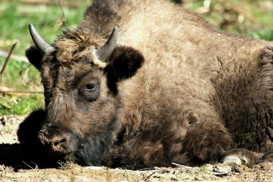 Wisent Wildpark Alte Fasanerie Klein Auheim 2014