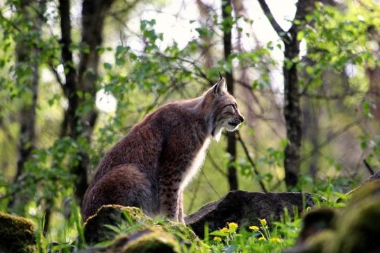 Eurasischer Luchs - Lynx lynx Wildpark Klein Auheim 2014