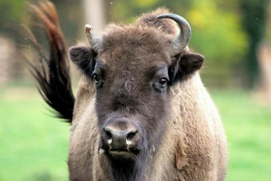 Wisent Wildpark Alte Fasanerie Klein Auheim 2014