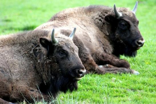 Wisent Wildpark Alte Fasanerie Klein Auheim 2014