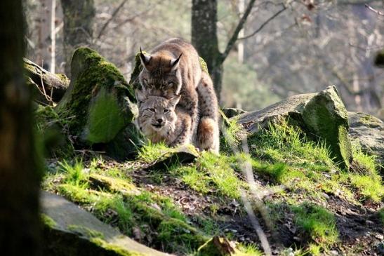 Eurasischer Luchs - Lynx lynx Wildpark Klein Auheim 2014