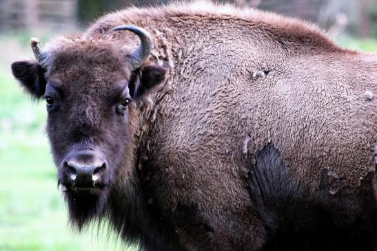 Wisent Wildpark Alte Fasanerie Klein Auheim 2014