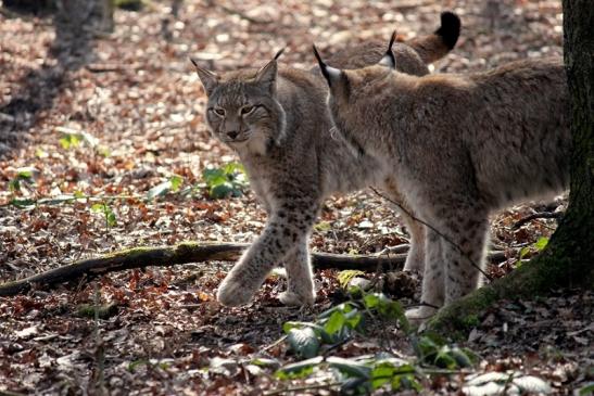 Eurasischer Luchs - Lynx lynx Wildpark Klein Auheim 2014