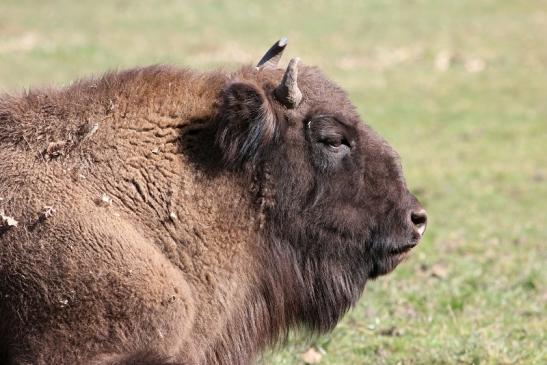 Wisent Bulle Wildpark Alte Fasanerie Klein Auheim 2015