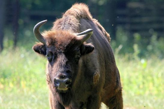 Wisent Wildpark Alte Fasanerie Klein Auheim 2015