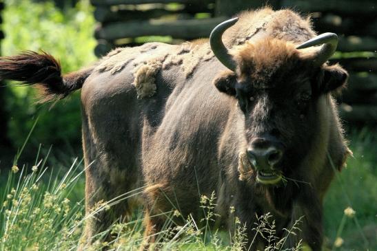 Wisent Wildpark Alte Fasanerie Klein Auheim 2015