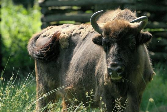 Wisent Wildpark Alte Fasanerie Klein Auheim 2015