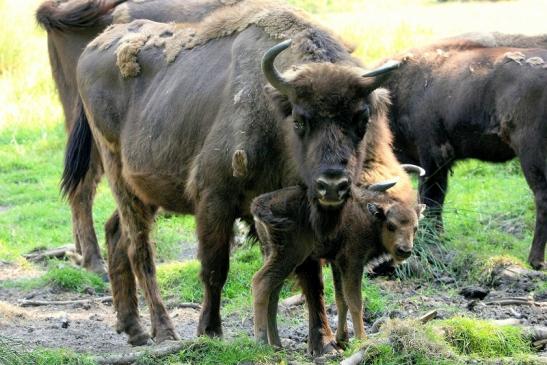 Wisent mit Kalb Wildpark Alte Fasanerie Klein Auheim 2015