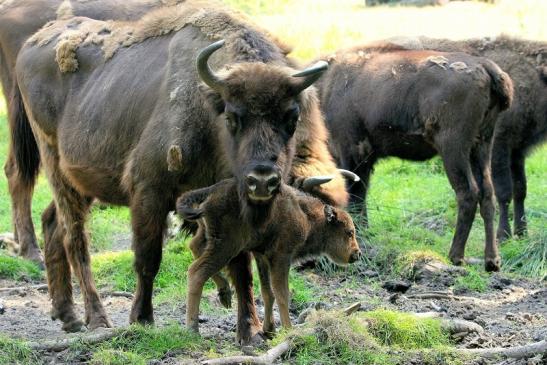 Wisent mit Kalb Wildpark Alte Fasanerie Klein Auheim 2015