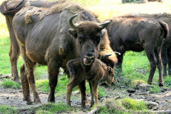 Wisent mit Kalb Wildpark Alte Fasanerie Klein Auheim 2015