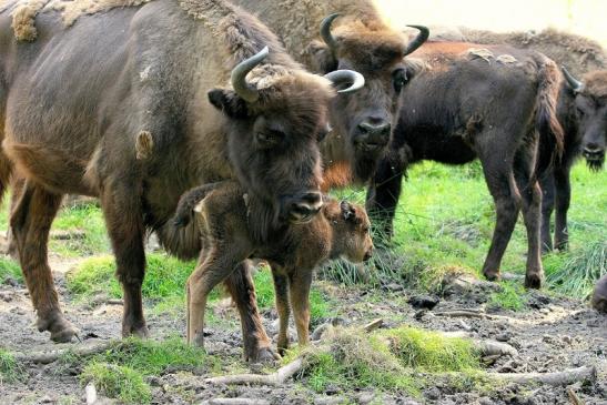 Wisent mit Kalb Wildpark Alte Fasanerie Klein Auheim 2015