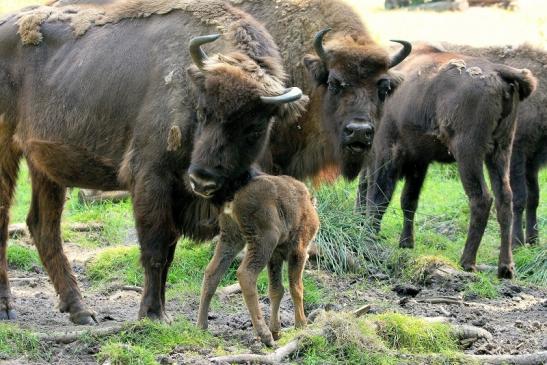 Wisent mit Kalb Wildpark Alte Fasanerie Klein Auheim 2015