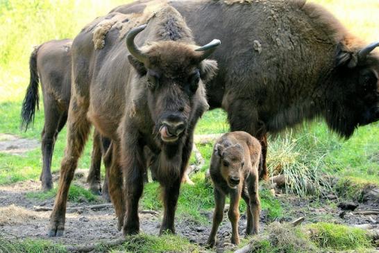 Wisent mit Kalb Wildpark Alte Fasanerie Klein Auheim 2015