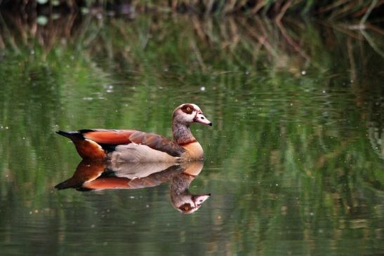 Nilgans  - Wildpark Alte Fasanerie Klein Auheim 2015