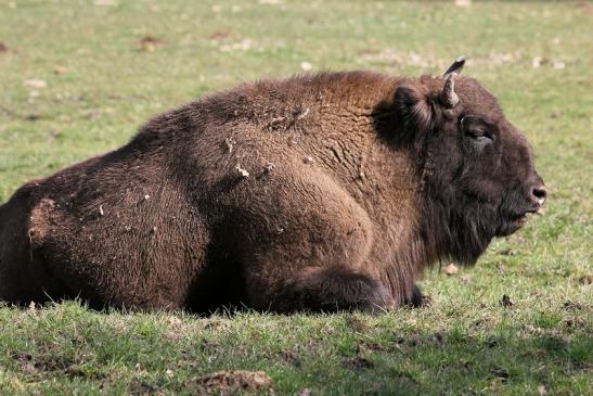 Wisent Bulle Wildpark Alte Fasanerie Klein Auheim 2015